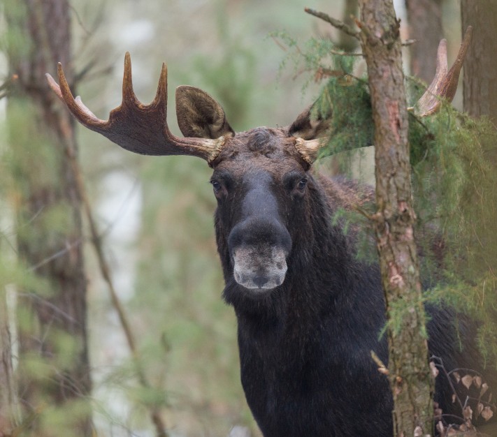 moose (1)