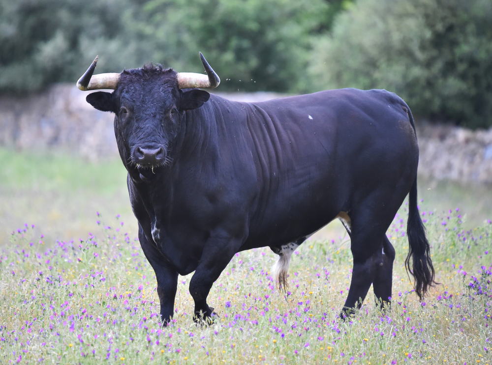 Bull,In,Spain,In,The,Green,Field
